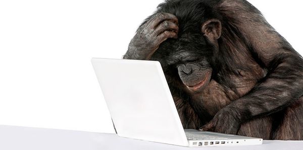 monkey confused at a computer